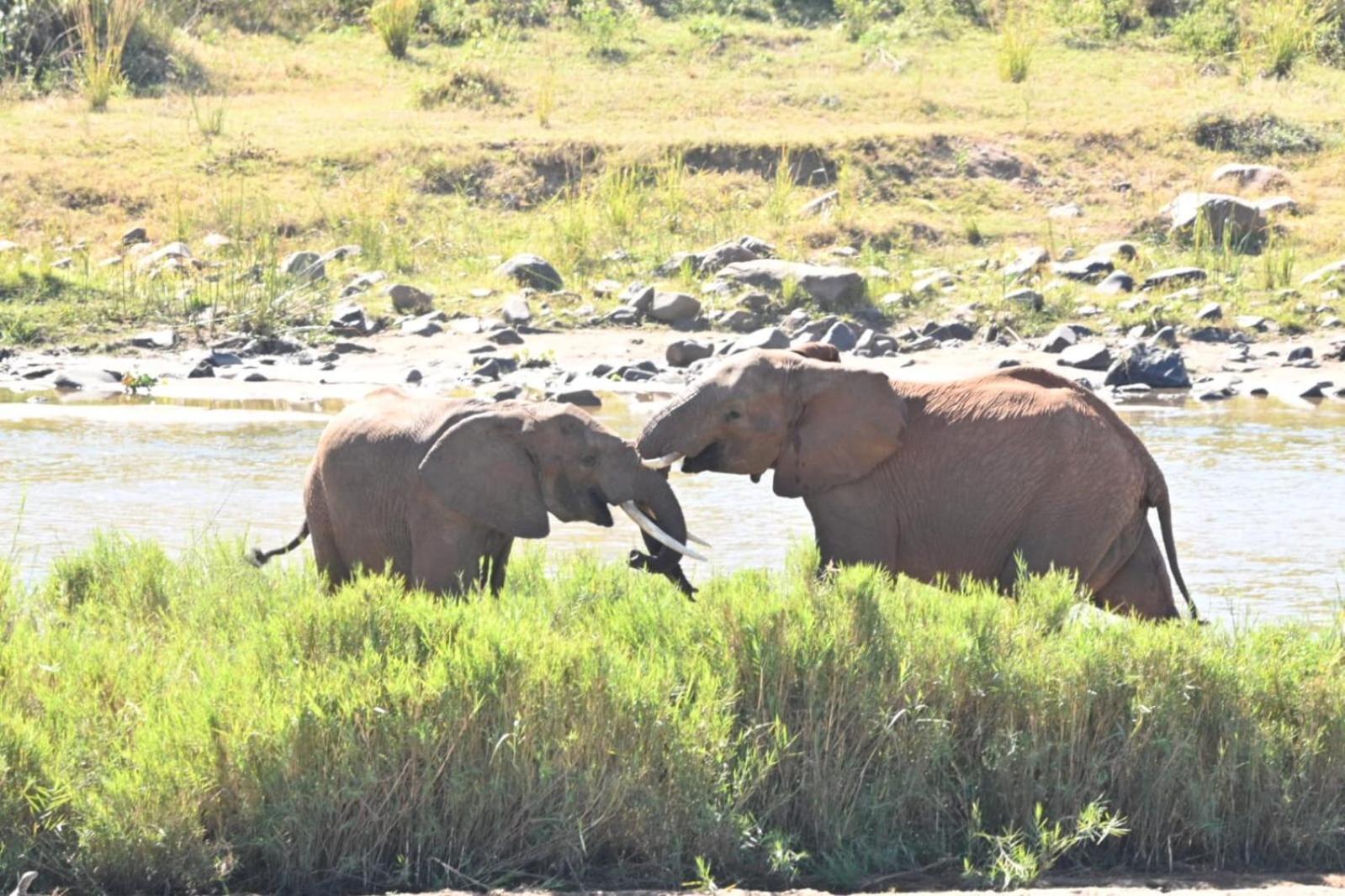 Buckler'S Africa Lodge Kruger Park โคมาติพอร์ต ภายนอก รูปภาพ