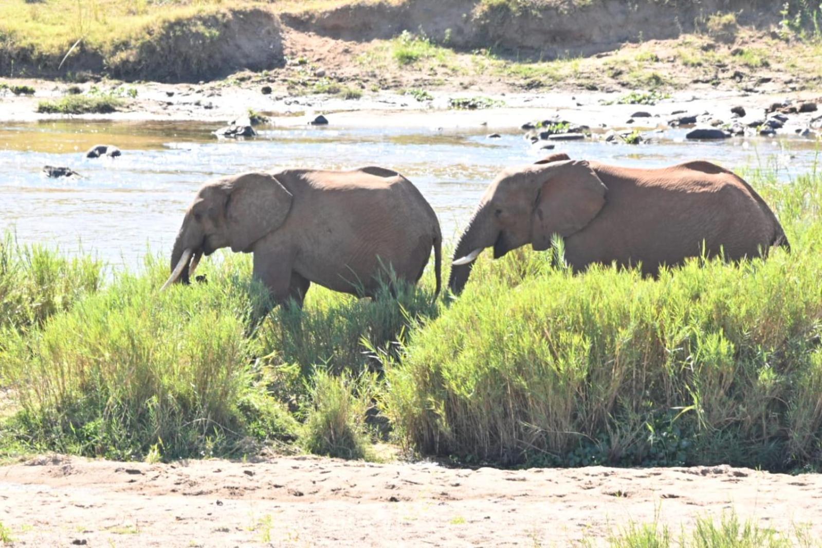 Buckler'S Africa Lodge Kruger Park โคมาติพอร์ต ภายนอก รูปภาพ